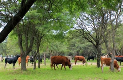 “En el Chaco, la ganadería es con producción silvopastoril”