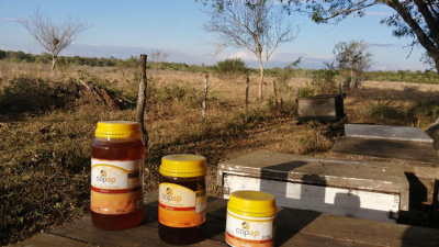 Chaco producen entre 1.500 a 2.300 toneladas anuales de miel orgánica