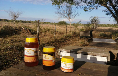 Chaco producen entre 1.500 a 2.300 toneladas anuales de miel orgánica