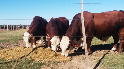 El campo va al paro por una semana y no comercializará hacienda ni habrá remates
