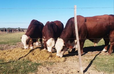 El campo va al paro por una semana y no comercializará hacienda ni habrá remates