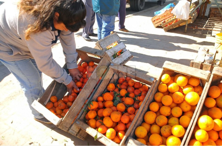 naranjas .jpg