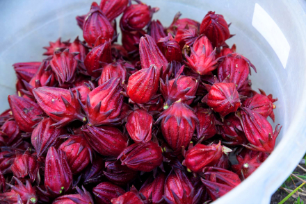 rosella5.jpg