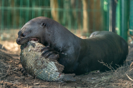 nutria5.jpg