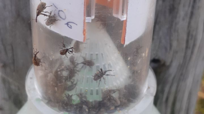 Se detecta un aumento de capturas de picudo algodonero en el Chaco