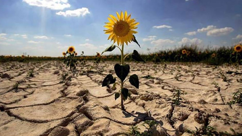 Reconocer el suelo como el componente fundamental y vivo del ambiente