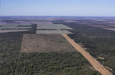 El Chaco perdió 10.000 hectáreas de bosques en los últimos ocho meses