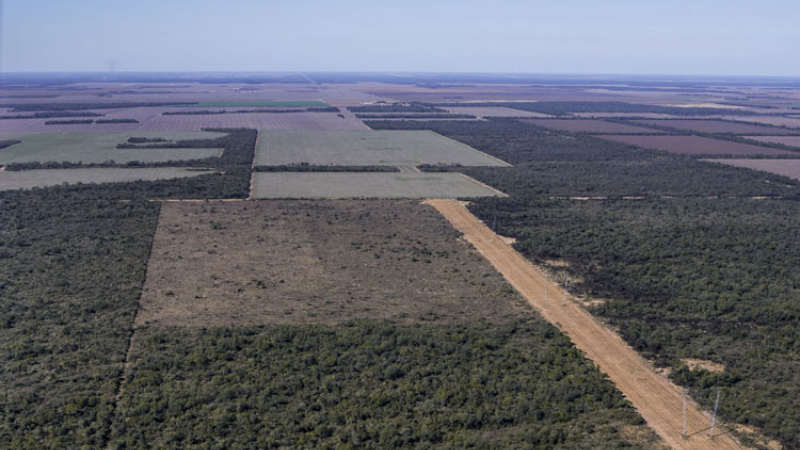 El Chaco perdió 10.000 hectáreas de bosques en los últimos ocho meses