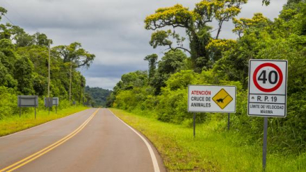 selva misionera03.jpg