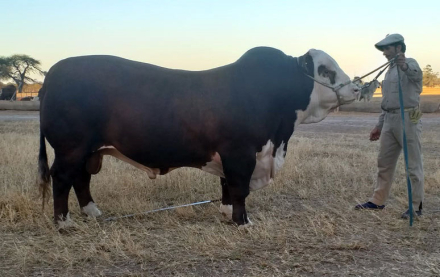 El-toro-de-1,3-M-de-Machaga.jpg