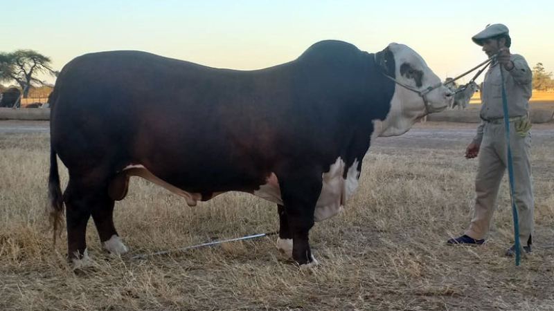 Remate Machagai vendió un toro Braford a 1,35 millones de pesos