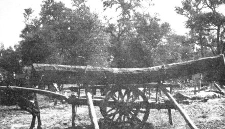 Transporte rollizos 1.jpg