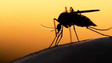 aedes.jpg