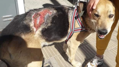 Se necesita ayuda para Terry, víctima de la crueldad