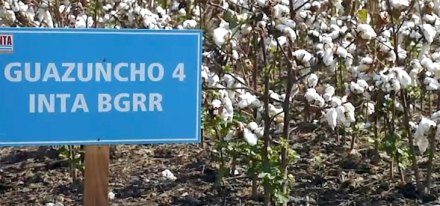 GUazuncho4BGRR.jpg