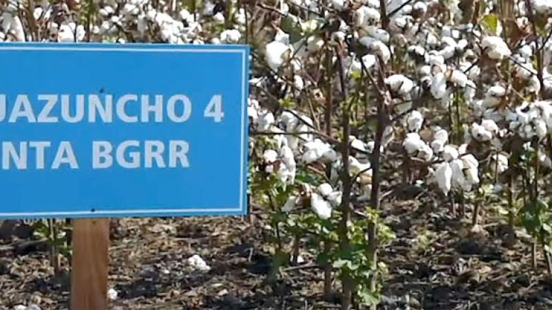 Los técnicos el INTA salen a la cancha con la mejor semilla de algodón