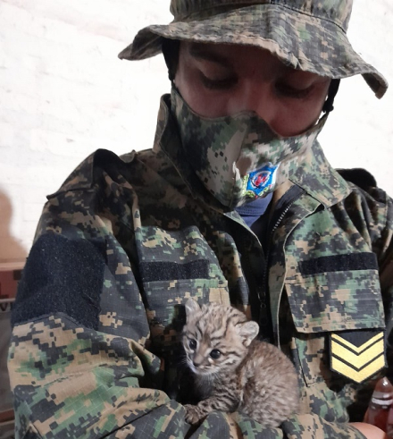 gato montes 2.jpeg