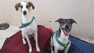 Benji y Becka en adopción responsable