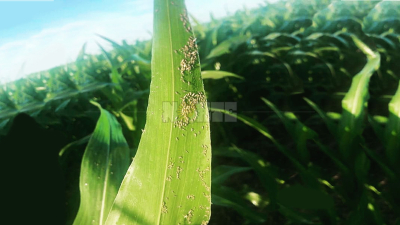 Pulgón amarillo en sorgo: es clave el monitoreo permanente de los lotes