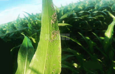 Pulgón amarillo en sorgo: es clave el monitoreo permanente de los lotes