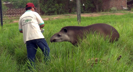 tapir.jpg