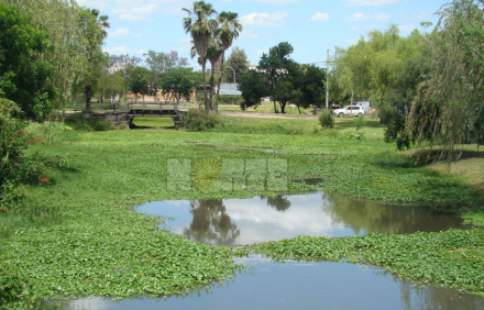 camalotes.jpg