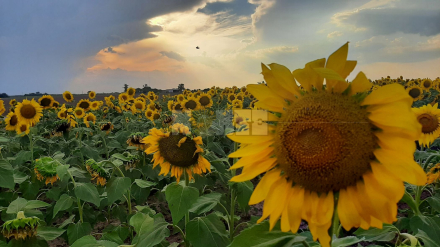 58girasol noviembre.jpg