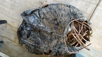 Una pareja intentó robar los cables de las aguas danzantes del Parque de la Democracia