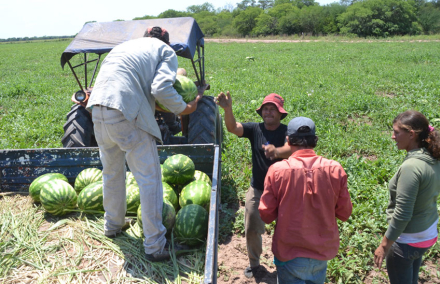 Sandias-Castelli1.jpg