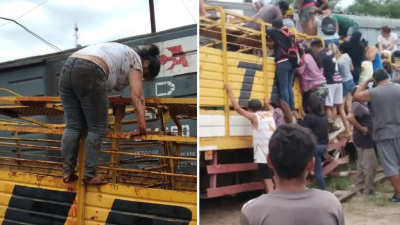 Bañados en sangre: vecinos saquearon y faenaron vacas de un camión chocado