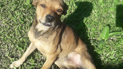 Cinco gatitos y un perrito rescatados buscan hogar