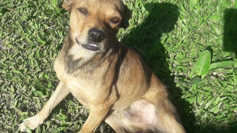 Cinco gatitos y un perrito rescatados buscan hogar