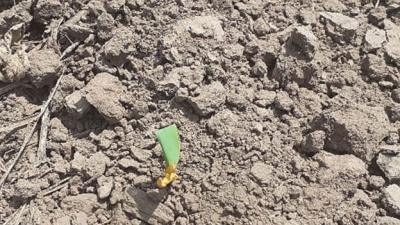 El calor golpeó fuerte a los cultivos
