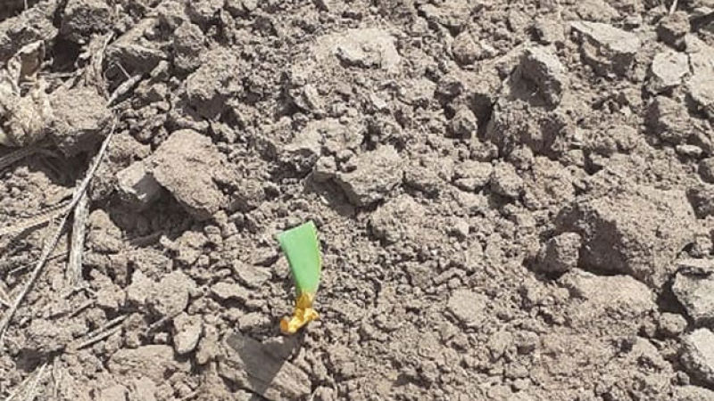 El calor golpeó fuerte a los cultivos