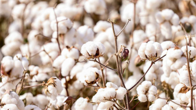 En 13 de las 19 economías regionales, los precios al productor quedaron por debajo de la inflación 