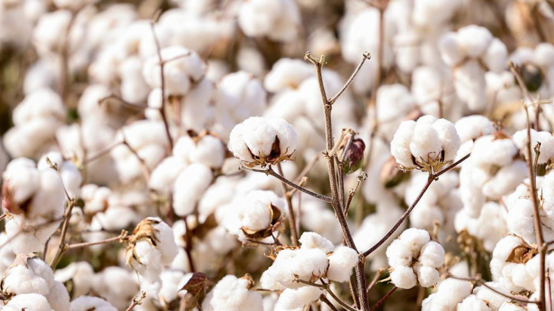 En 13 de las 19 economías regionales, los precios al productor quedaron por debajo de la inflación