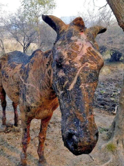 caballo.jpg