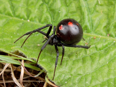 viuda negra.jpg