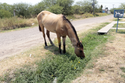 caballo2.jpg