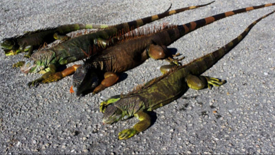 Tras las bajas temperaturas, una "lluvia de iguanas" cayó sobre Florida, Estados Unidos