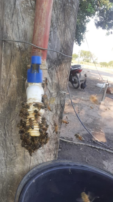 abejas.jpg