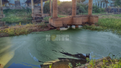 Alerta por algas en el río Negro que podrían ser cianobacterias