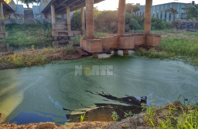 Alerta por algas en el río Negro que podrían ser cianobacterias