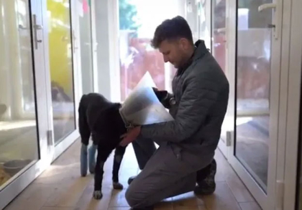 veterinario.jpg