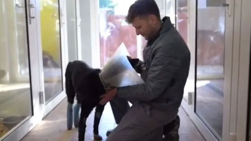 Un veterinario rescata animales heridos en plena guerra en Ucrania