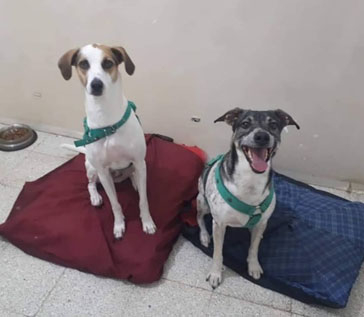 perros en adopcion.JPG
