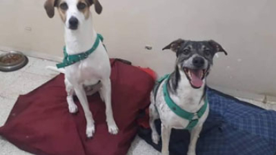 Adopción responsable para Benji y Becka