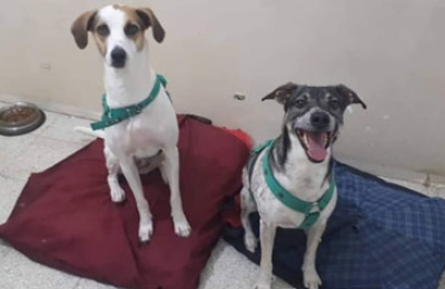 Adopción responsable para Benji y Becka