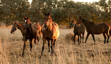 caballos.jpg