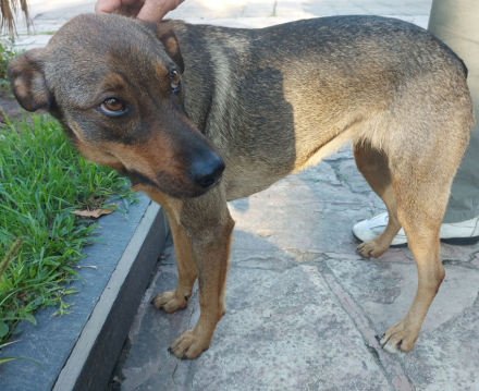 perrita-extraviada3.jpg
